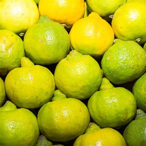 Lima limon. Things To Know About Lima limon. 